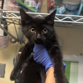 Shadow -  Domestic Short Hair Cat for Adoption in Pasadena, California - Shadow | PetCurious