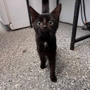 Khajit -  Domestic Short Hair Cat for Adoption in Parkersburg, West Virginia - Khajit | PetCurious
