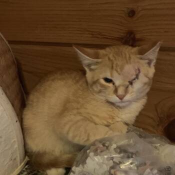 Tucker Estep -  Domestic Short Hair Cat for Adoption in Woodstock, Virginia - Tucker Estep | PetCurious