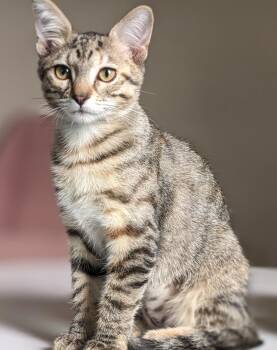 Rescue Domestic Short Hair Cats for Adoption in Mokena, Illinois - Maverick | PetCurious