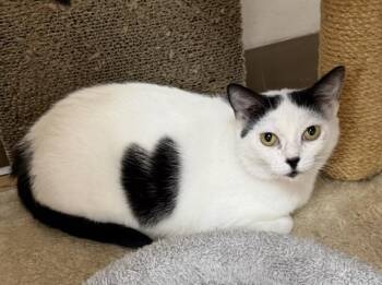 Queen of Hearts -  Domestic Short Hair Cat for Adoption in Medina, Ohio - Queen Of Hearts | PetCurious