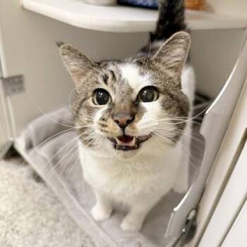 Lucky -  Domestic Short Hair Cat for Adoption in Lowell, Massachusetts - Lucky | PetCurious