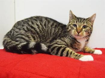 SHEILA -  Domestic Short Hair Cat for Adoption in Sacramento, California - SHEILA | PetCurious