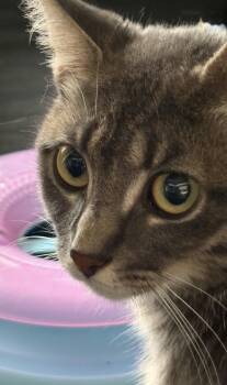 Lavender -  Domestic Short Hair Cat for Adoption in Troy, Michigan - Lavender | PetCurious