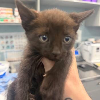 Cheerios -  Domestic Medium Hair Cat for Adoption in Greensboro, North Carolina - Cheerios | PetCurious