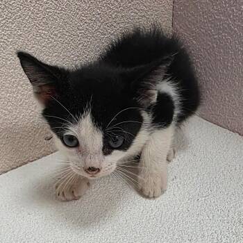 Drago -  Domestic Short Hair Cat for Adoption in Jupiter, Florida - Drago | PetCurious