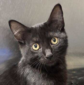 Magic -  Domestic Short Hair Cat for Adoption in Golden, Colorado - Magic | PetCurious