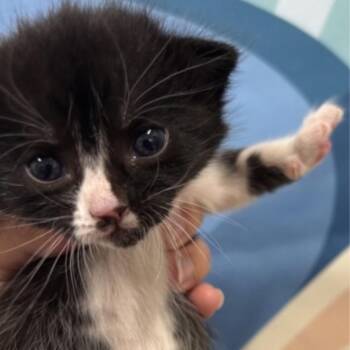 Demi -  Domestic Short Hair Cat for Adoption in Midland, Texas - Demi | PetCurious