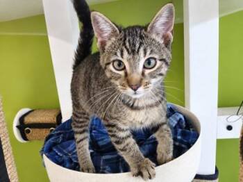 Giggle Butt -  Domestic Short Hair Cat for Adoption in New Orleans, Louisiana - Giggle Butt | PetCurious
