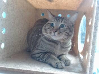 PAPA -  Domestic Short Hair Cat for Adoption in Albuquerque, New Mexico - PAPA | PetCurious