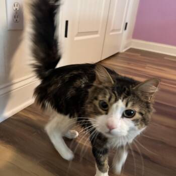 Domestic Medium Hair Cats Available for Adoption in Powdersville, South Carolina - Jazzy | PetCurious