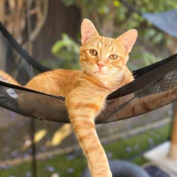 Kyo -  Domestic Short Hair Cat for Adoption in Costa Mesa, California - Kyo | PetCurious