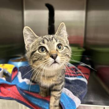 Domestic Short Hair Cats Available for Adoption in La Grange Park, Illinois - Lightsaber 1 Of 3 | PetCurious