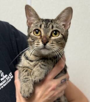 Rescue Domestic Short Hair Cats for Adoption in Littleton, Colorado - Anna | PetCurious