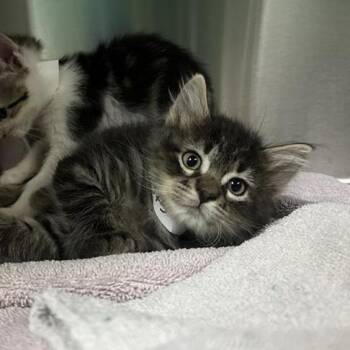 American Shorthair Cats Available for Adoption in Pasadena, California - Jim | PetCurious