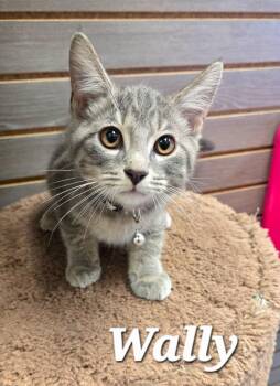 Wally -  Domestic Short Hair Cat for Adoption in Sidney, Ohio - Wally | PetCurious