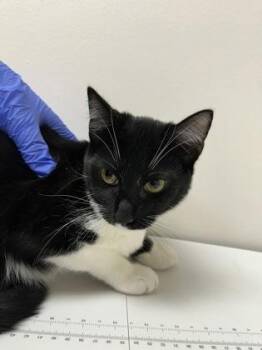 Abra -  Domestic Short Hair Cat for Adoption in Sacramento, California - Abra | PetCurious