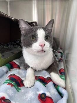 Domestic Short Hair Cats Available for Adoption in Westland, Michigan - Theon | PetCurious