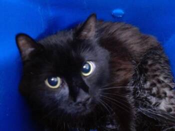 A597914 -  Domestic Long Hair Cat for Adoption in Orlando, Florida - A597914 | PetCurious