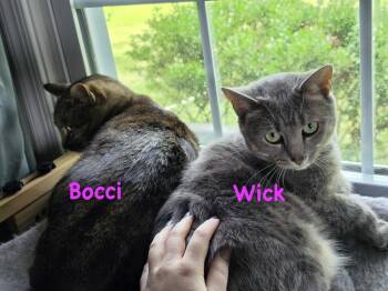 Bocci -  Domestic Short Hair Cat for Adoption in Telford, Pennsylvania - Bocci | PetCurious