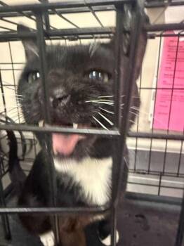 JAMES BOND -  Domestic Short Hair Cat for Adoption in Sacramento, California - JAMES BOND | PetCurious