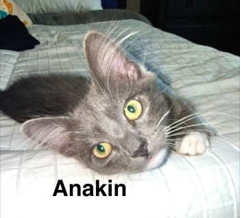 Anakin -  Domestic Medium Hair Cat for Adoption - Anakin | PetCurious