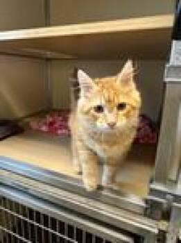 Norris -  Domestic Long Hair Cat for Adoption in Sterling, Colorado - Norris | PetCurious