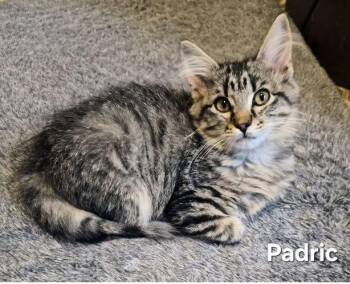Padric (and Beckham) -  Tabby and Domestic Medium Hair Cat for Adoption in Tulsa, Oklahoma - Padric (and Beckham) | PetCurious
