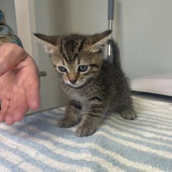Aria -  Domestic Short Hair Cat for Adoption in Cumming, Georgia - Aria | PetCurious
