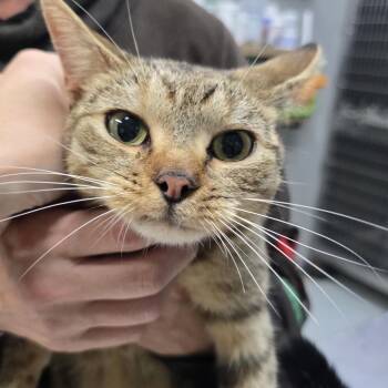 Cry Baby -  Domestic Short Hair Cat for Adoption in Marble, North Carolina - Cry Baby | PetCurious