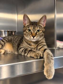 Dunkaroo -  Domestic Short Hair Cat for Adoption in Sebastian, Florida - Dunkaroo | PetCurious