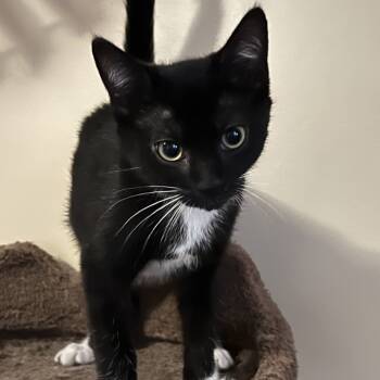 Rescue American Shorthair Cats for Adoption in Lakewood, California - Midnight | PetCurious