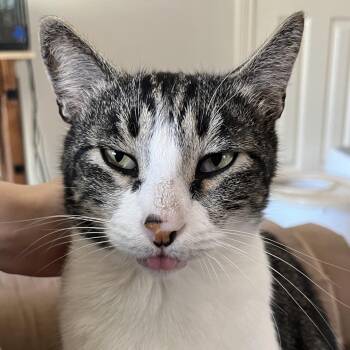 Joey -  Domestic Short Hair Cat Available for Adoption - Joey | PetCurious