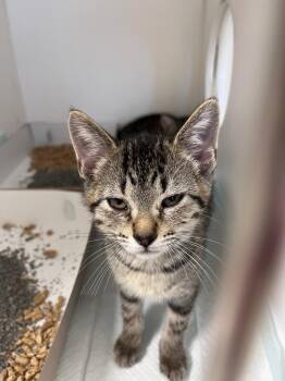 Hooch -  Domestic Short Hair Cat for Adoption in Greenfield, Indiana - Hooch | PetCurious
