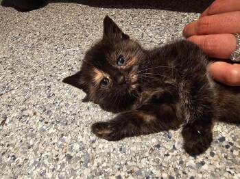 Serenity -  Domestic Short Hair Cat for Adoption in Ferndale, Michigan - Serenity | PetCurious