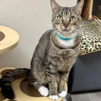 Domestic Short Hair Cats Available for Adoption - Watson | PetCurious