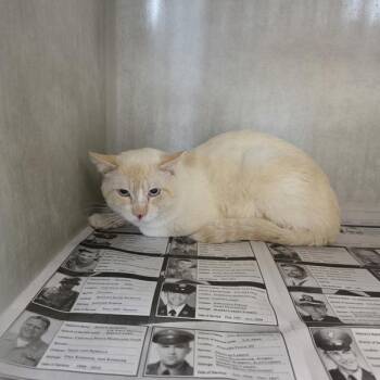 Stewert -  Domestic Short Hair Cat for Adoption in Des Moines, Iowa - Stewert | PetCurious