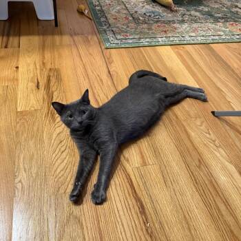 Domestic Short Hair Cats Available for Adoption - Star | PetCurious