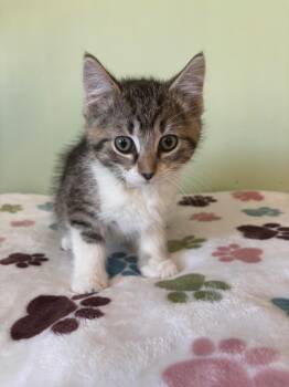 Dumpling -  Domestic Short Hair Cat for Adoption in Wabash, Indiana - Dumpling | PetCurious