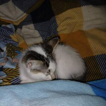 Turnip -  Domestic Short Hair Cat for Adoption in Buffalo, Minnesota - Turnip | PetCurious