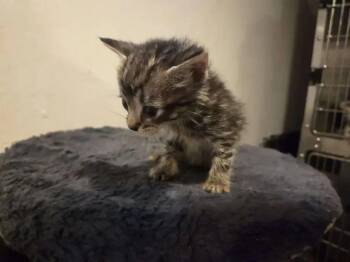Monopoly -  Domestic Short Hair Cat for Adoption in Wyoming, Michigan - Monopoly | PetCurious