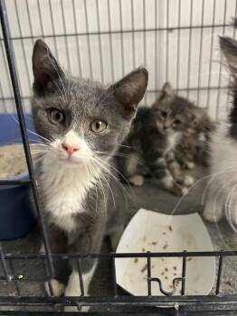 Domestic Short Hair Cats Available for Adoption in Ontario, California - Giovanni | PetCurious