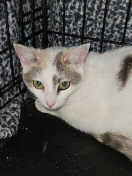 Luci -  Domestic Short Hair Cat for Adoption in Dyersburg, Tennessee - Luci | PetCurious