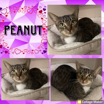 Rescue Domestic Short Hair Cats for Adoption in Clearfield, Pennsylvania - Peanut | PetCurious