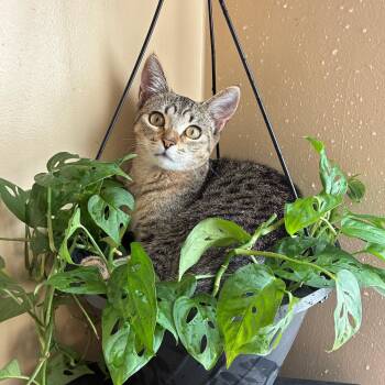 Domestic Short Hair Cats Available for Adoption - Stegosaurus | PetCurious