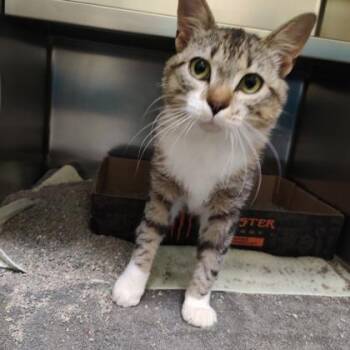 Domestic Short Hair Cats Available for Adoption in Richmond, Virginia - Froy | PetCurious