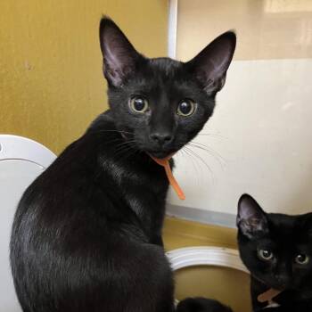 Cheeto 54120 -  Domestic Short Hair Cat for Adoption in Las Vegas, Nevada - Cheeto 54120 | PetCurious