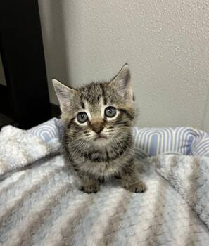 Tiger Cats Available for Adoption in Hornell, New York - Artemis | PetCurious