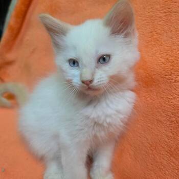 FLAME -  Domestic Medium Hair Cat for Adoption in Graham, Washington - FLAME | PetCurious