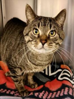 LUKA -  Domestic Short Hair Cat for Adoption in Derwood, Maryland - LUKA | PetCurious
